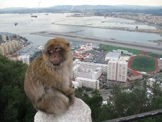 Spanien Andalusien Gibraltar 008.JPG